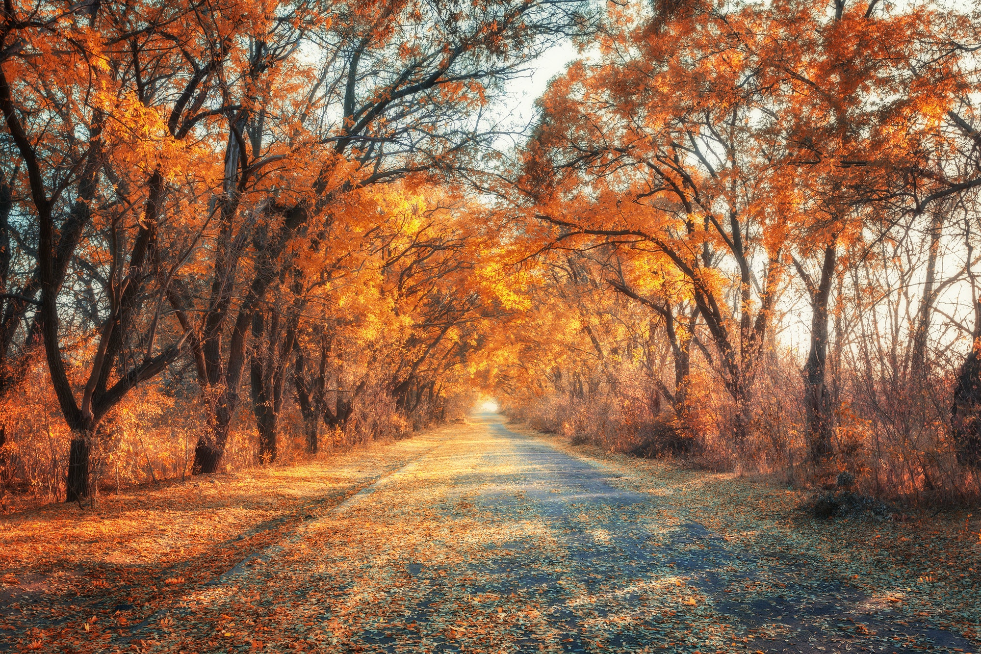 Autumn forest. Forest with country road at sunset