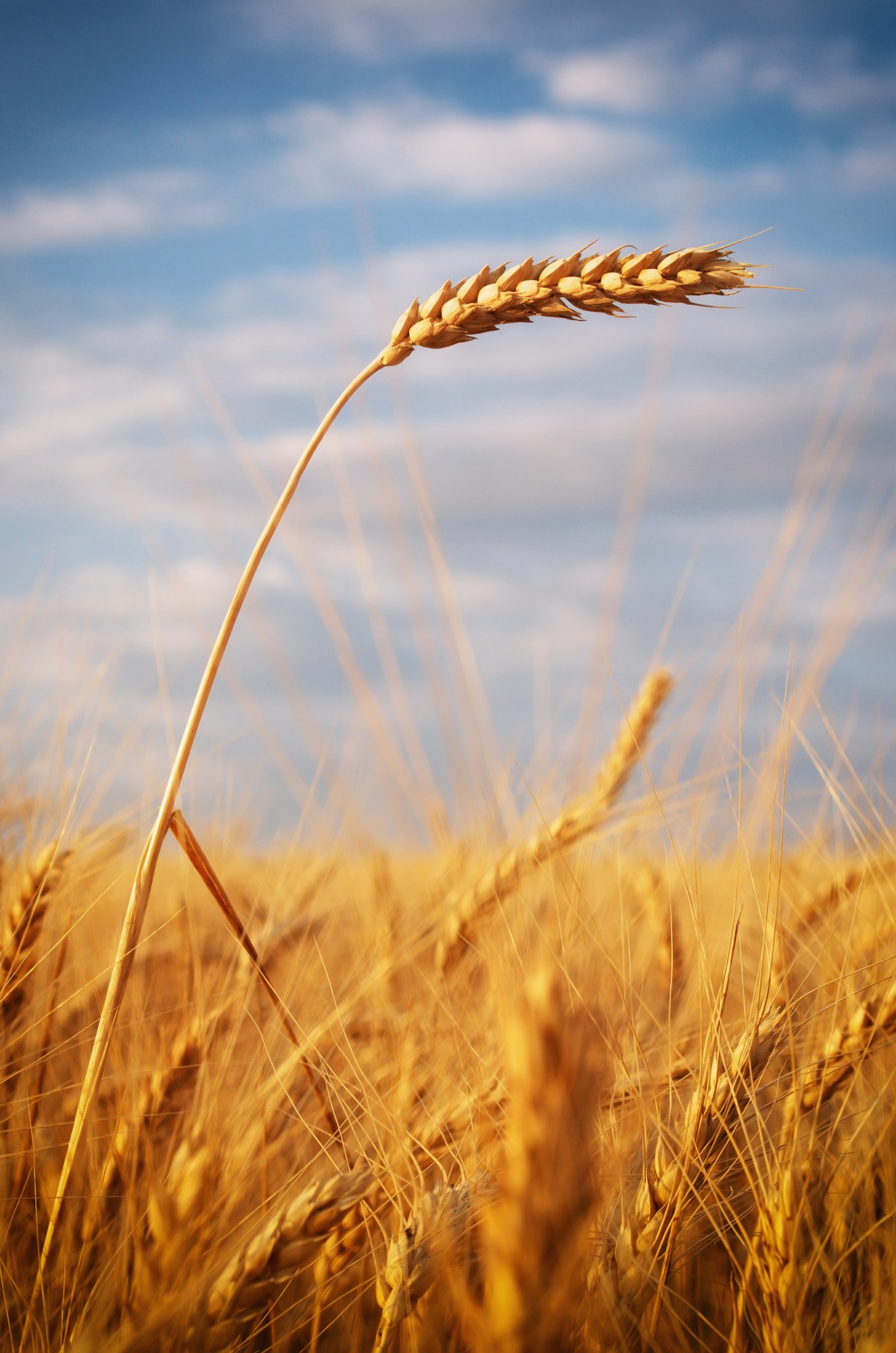 Ear of wheat